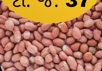 Saheb Seeds